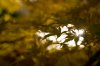 Autumn Forest-02262.jpg